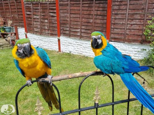 Macaw parrots Male and Female breeding pair